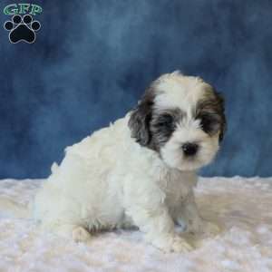 Polly, Shih-Poo Puppy