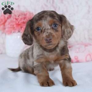 Brenda, Dachshund Puppy