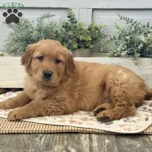 Conan, Golden Retriever Puppy