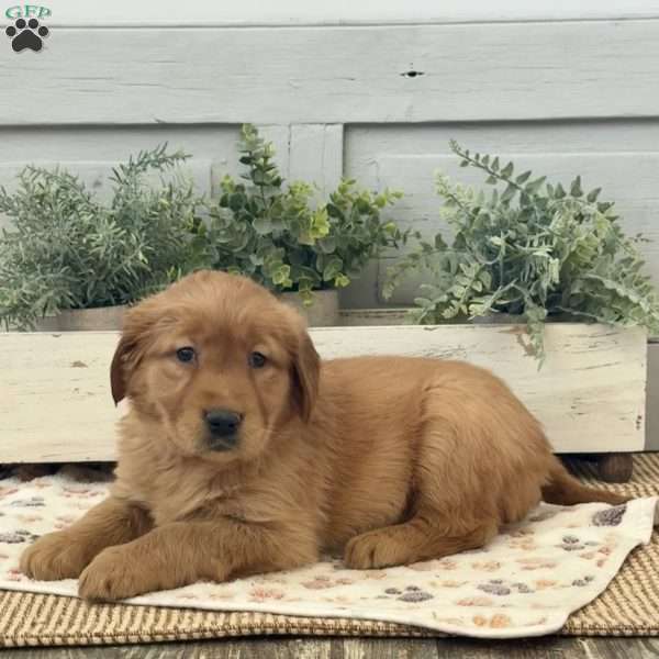 Cheyenne, Golden Retriever Puppy