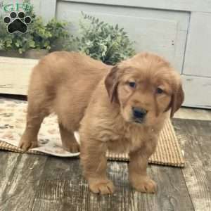 Cheyenne, Golden Retriever Puppy