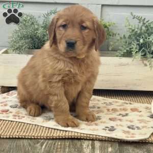 Chloe, Golden Retriever Puppy