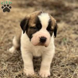 Charlie, Saint Bernard Puppy