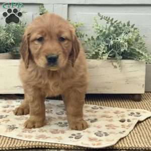 Chloe, Golden Retriever Puppy