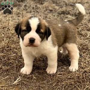 Charlie, Saint Bernard Puppy