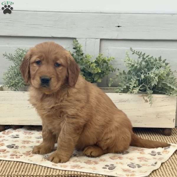 Chloe, Golden Retriever Puppy