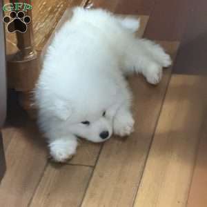 Snowball, Samoyed Puppy