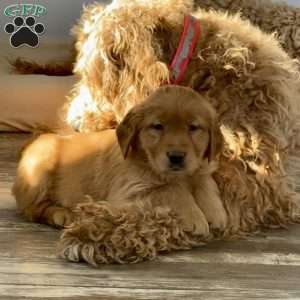 Cheyenne, Golden Retriever Puppy