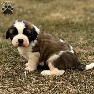 Balto, Saint Bernard Puppy