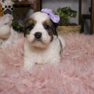 Whisper, Cockapoo Puppy