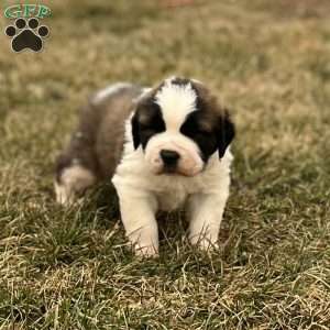 Balto, Saint Bernard Puppy