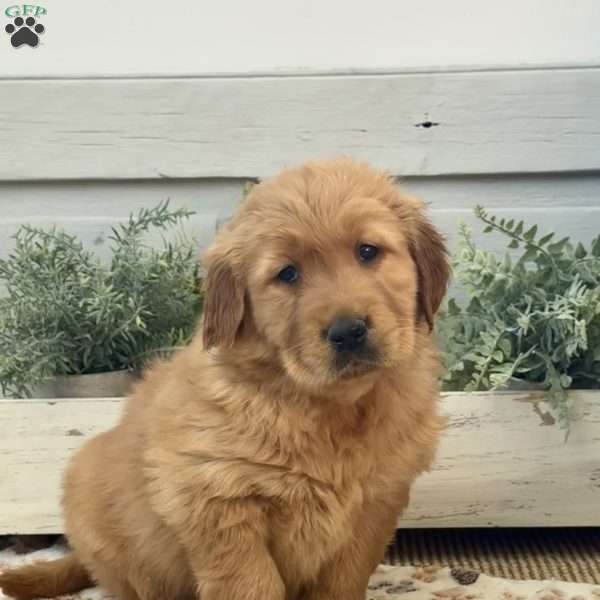Champ, Golden Retriever Puppy