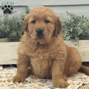 Champ, Golden Retriever Puppy