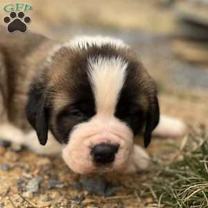Max, Saint Bernard Puppy
