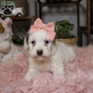 Piper, Cockapoo Puppy