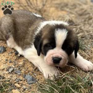Max, Saint Bernard Puppy