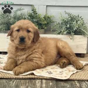 Champ, Golden Retriever Puppy