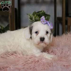 Piper, Cockapoo Puppy