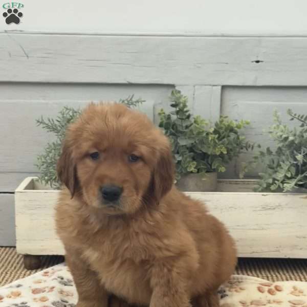 Clyde, Golden Retriever Puppy