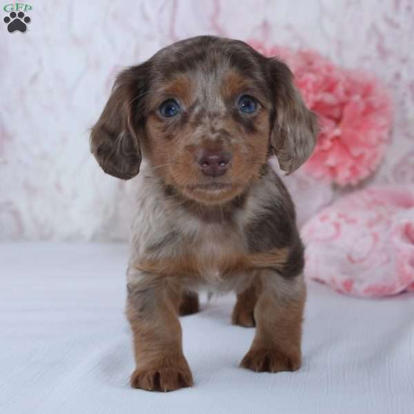 Brenda, Dachshund Puppy