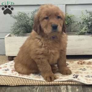 Clyde, Golden Retriever Puppy