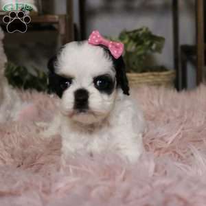 Pepper, Cockapoo Puppy