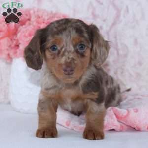 Brenda, Dachshund Puppy