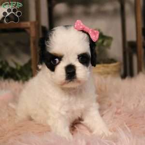 Pepper, Cockapoo Puppy