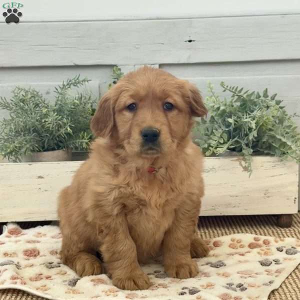 Caroline, Golden Retriever Puppy