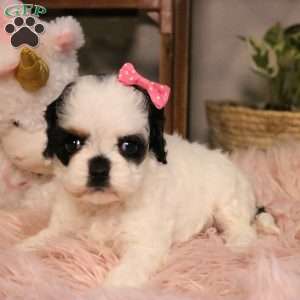 Pepper, Cockapoo Puppy