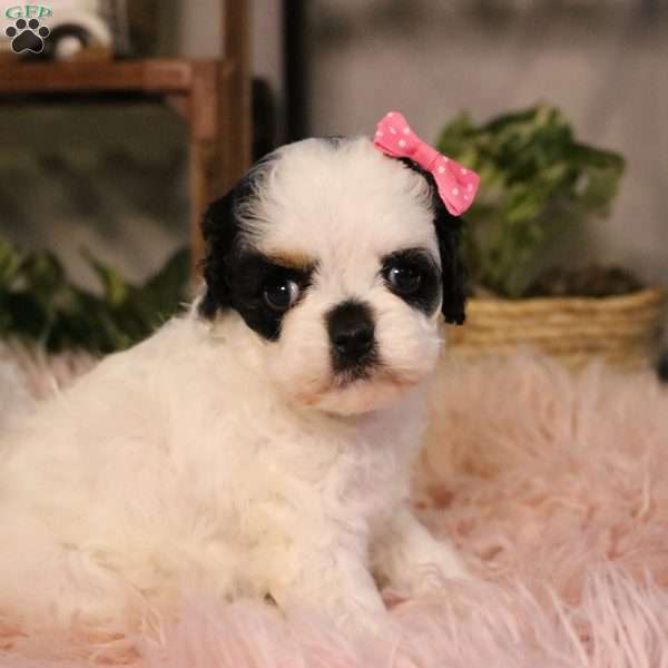 Pepper, Cockapoo Puppy