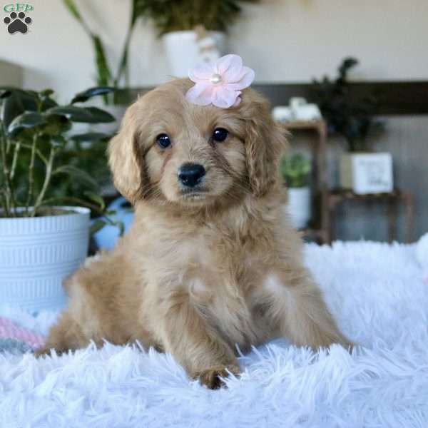 Ivy, Cavapoo Puppy