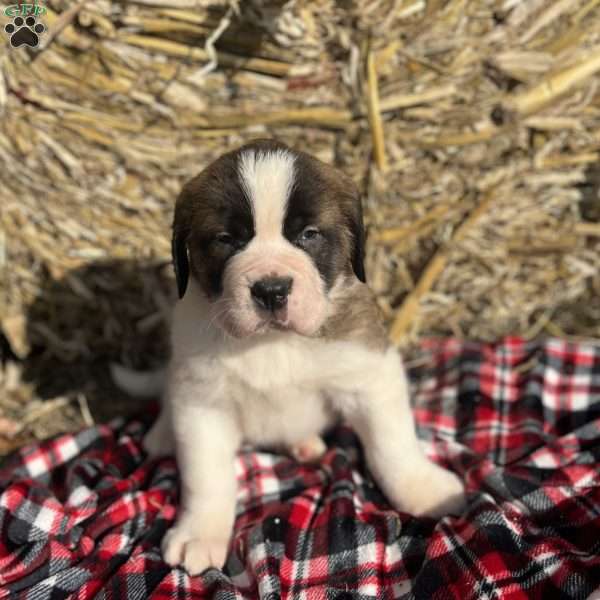 Max, Saint Bernard Puppy