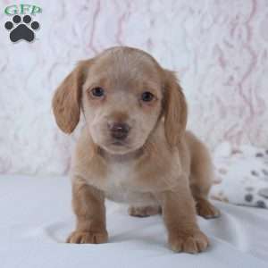 Berry, Dachshund Puppy