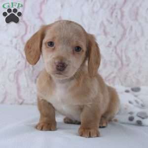 Berry, Dachshund Puppy