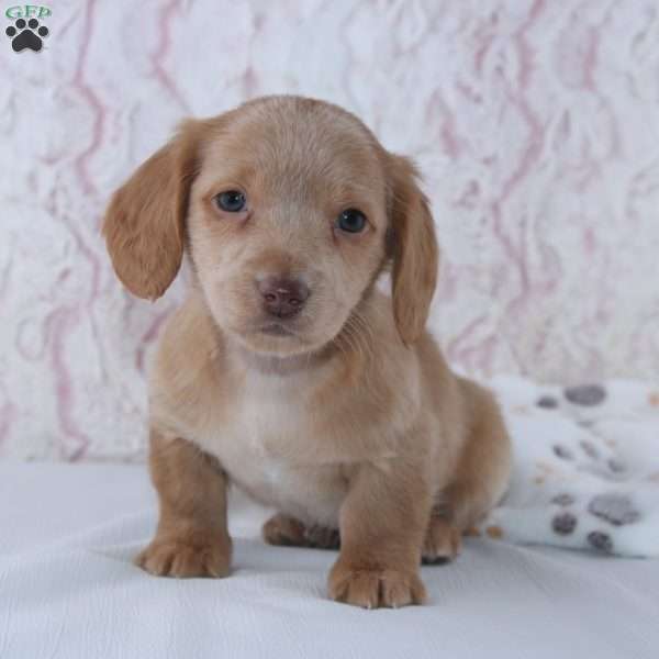 Berry, Dachshund Puppy