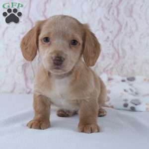 Berry, Dachshund Puppy