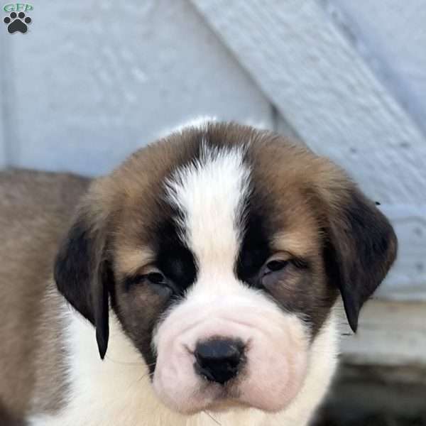 Charlie, Saint Bernard Puppy