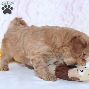 Conley, Mini Goldendoodle Puppy