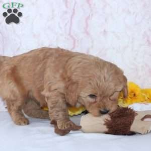 Conley, Mini Goldendoodle Puppy