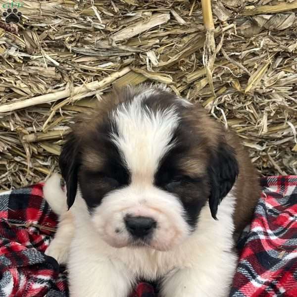 Balto, Saint Bernard Puppy