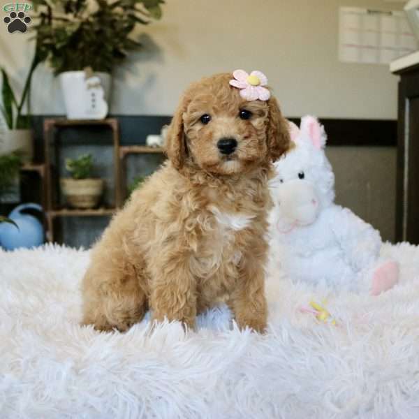 Willow, Cavapoo Puppy