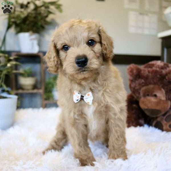 Aspen, Cavapoo Puppy