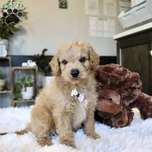 Aspen, Cavapoo Puppy