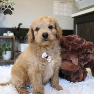 Aspen, Cavapoo Puppy