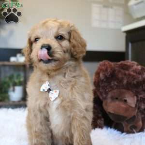 Aspen, Cavapoo Puppy
