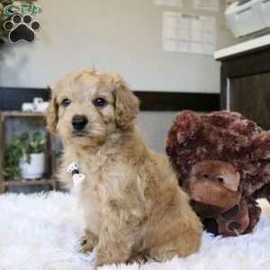 Aspen, Cavapoo Puppy