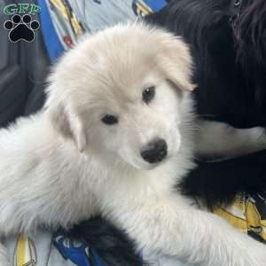 Napoleon, Samoyed Puppy