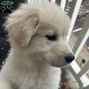 Napoleon, Samoyed Puppy