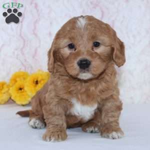 Charles, Mini Goldendoodle Puppy